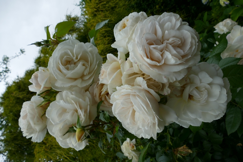 Old Barrack House Garden